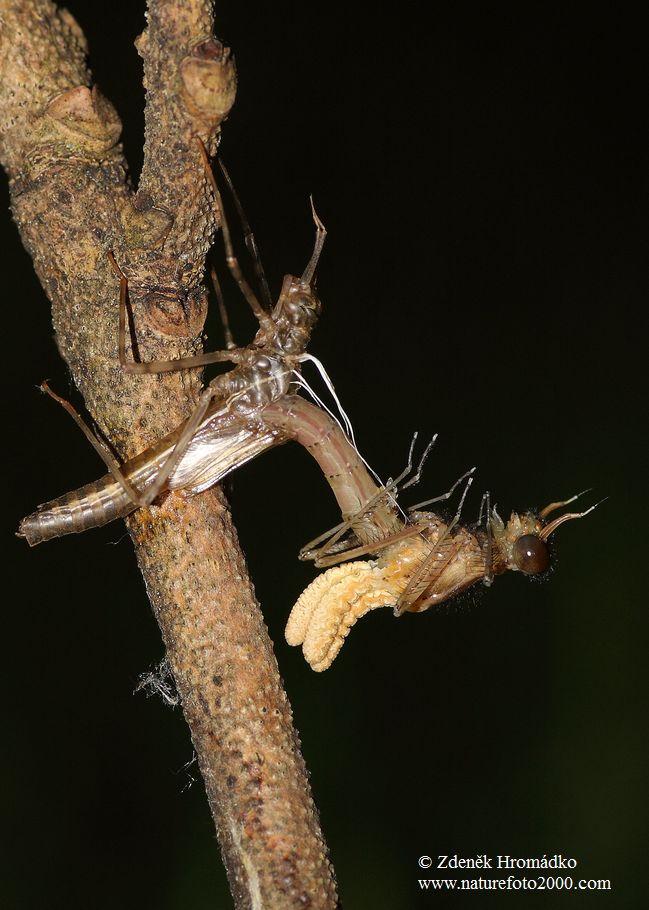 Motýlice lesklá, Calopteryx splendens (Vážky, Odonata)